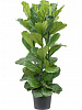 Фикус лировидный (Лирата) D34 H150 в интернет-магазине Greentrend.ru