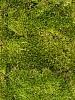Мох Longmoss Forest green Ca. 1 m² bulk в интернет-магазине Greentrend.ru