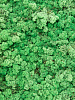 Мох Reindeer moss Grass Green ca. 0,45 m² в интернет-магазине Greentrend.ru