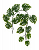 Монстера лиана искусственная 15 листов (Sensitive Botanic) в интернет-магазине Greentrend.ru