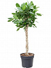 Фикус бенгальский Одри D60 H160 в интернет-магазине Greentrend.ru