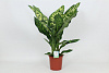 Диффенбахия сегуина H100 в интернет-магазине Greentrend.ru