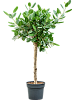 Фикус Бенгальский Одри H190 D70 в интернет-магазине Greentrend.ru