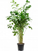 Кариота Митис D80 H170 в интернет-магазине Greentrend.ru