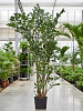 Кариота митис D125 H210 в интернет-магазине Greentrend.ru