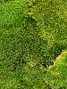 Мох Flat moss Forest green 4 windowbox = ca 2 m² в интернет-магазине Greentrend.ru