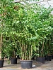 Кариота митис H650 D230 в интернет-магазине Greentrend.ru