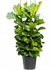 Фикус лировидный (Лирата) D38 H180 в интернет-магазине Greentrend.ru