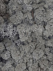 Мох олений (Ягель) Лавандовый (площадь ≈ 0,45 м²) в интернет-магазине Greentrend.ru