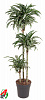 Драцена душистая (Фрагранс) Jade Jewel H130 в интернет-магазине Greentrend.ru
