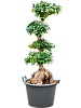 Фикус микрокарпа Гинсенг H150 D60 в интернет-магазине Greentrend.ru
