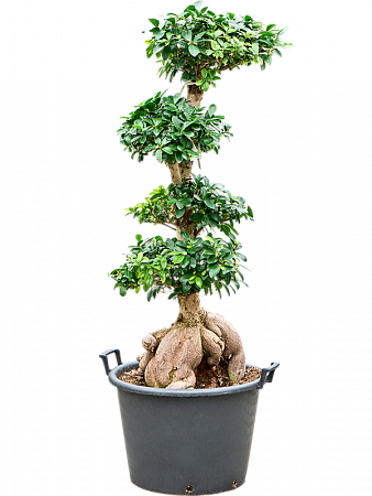 Фикус микрокарпа Гинсенг H150 D60 в интернет-магазине Greentrend.ru