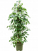 Фикус бенджамина Экзотика D60 H140 в интернет-магазине Greentrend.ru